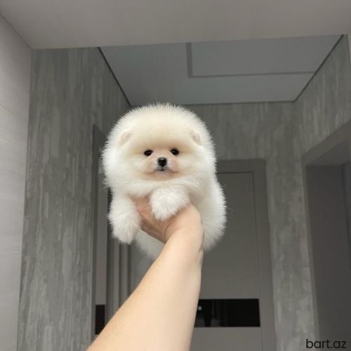 Mini pomerian shpic